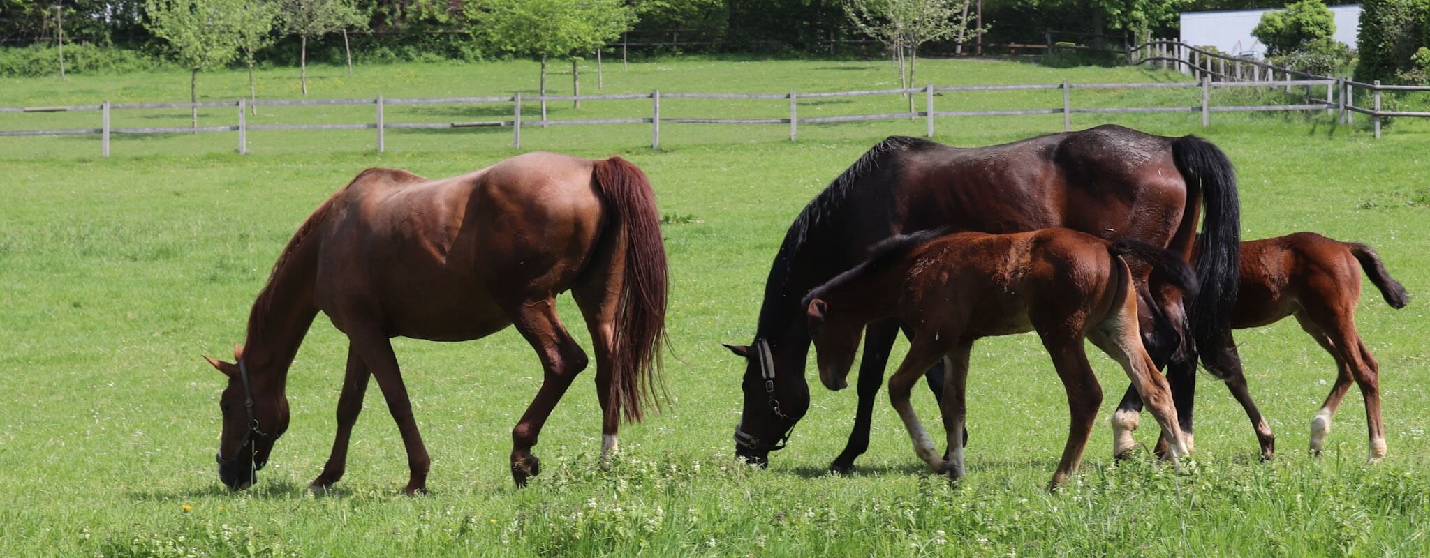Pferde mit ihren Fohlen auf einer Wiese